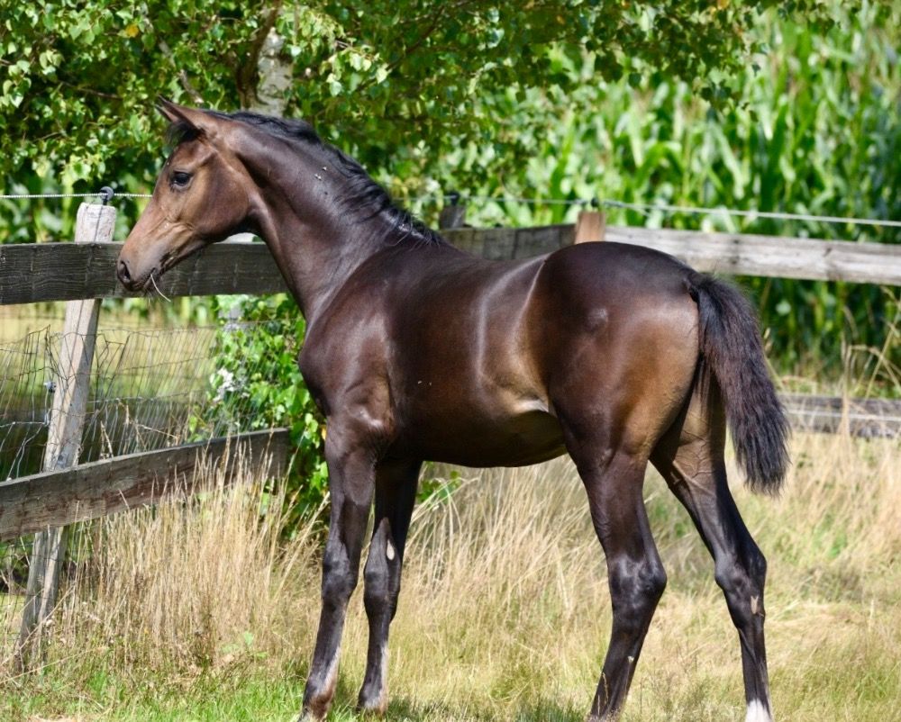 Oldenburg dressuurpaard Merrie Donkerbruin te koop - Foto 2