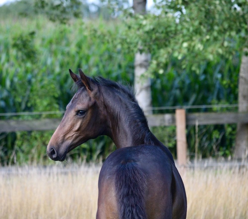 VERKOCHT