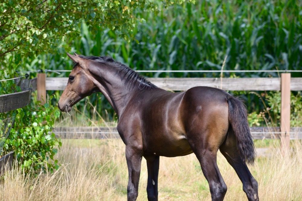 Oldenburg dressuurpaard Merrie Donkerbruin te koop - Foto 3