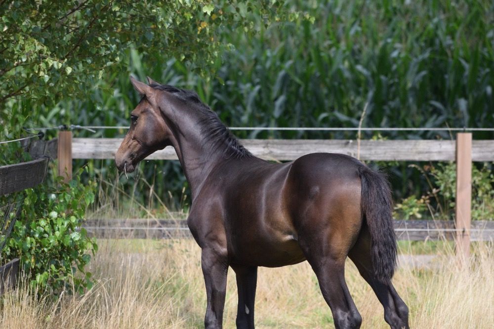 Oldenburg dressuurpaard Merrie Donkerbruin te koop - Foto 4