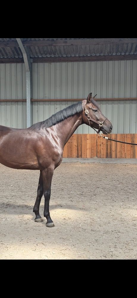 BWP dressuurpaard Ruin 4 jaar Zwart te koop - Hoofdfoto