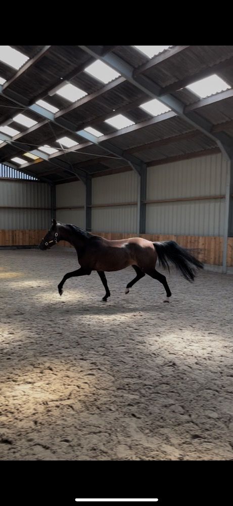 BWP dressuurpaard Ruin 4 jaar Zwart te koop - Foto 3