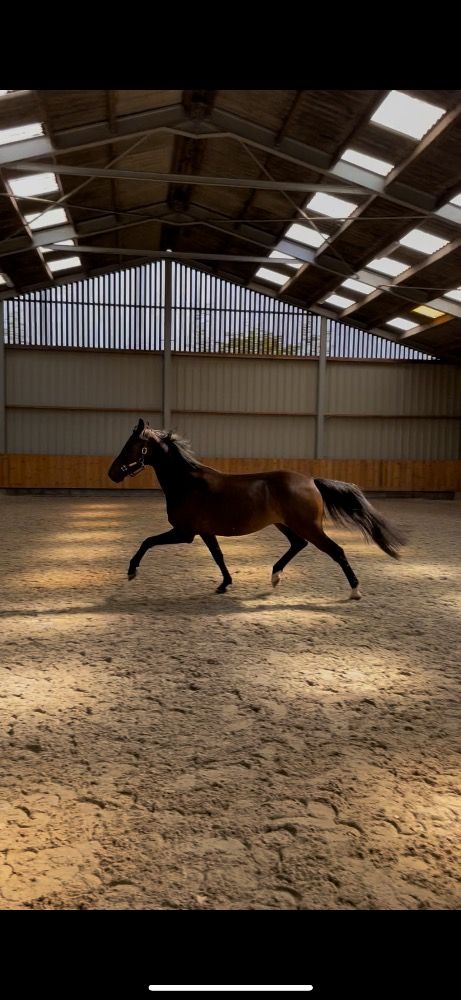 BWP dressuurpaard Ruin 4 jaar Zwart te koop - Foto 2
