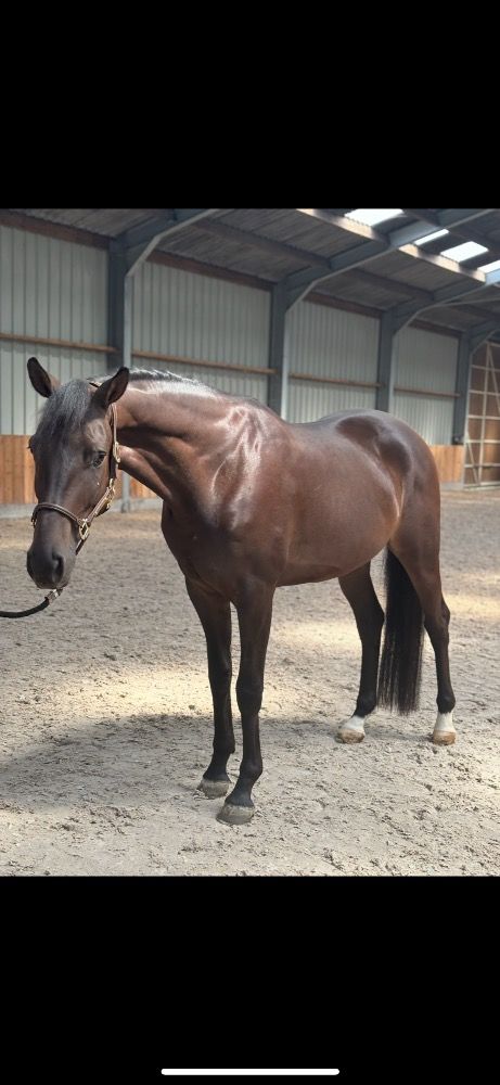BWP dressuurpaard Ruin 4 jaar Zwart te koop - Foto 6