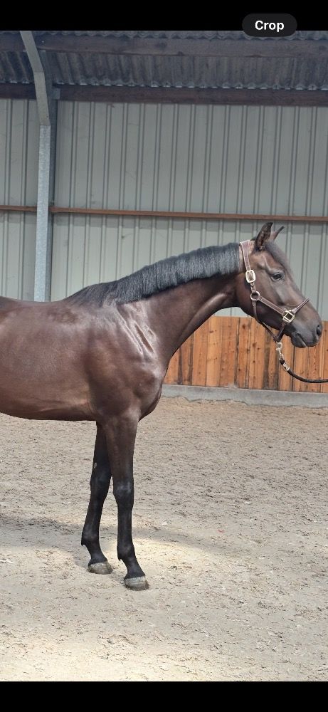 BWP dressuurpaard Ruin 4 jaar Zwart te koop - Foto 5