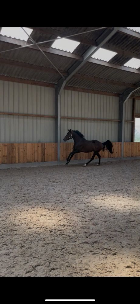 BWP dressuurpaard Ruin 4 jaar Zwart te koop - Foto 4