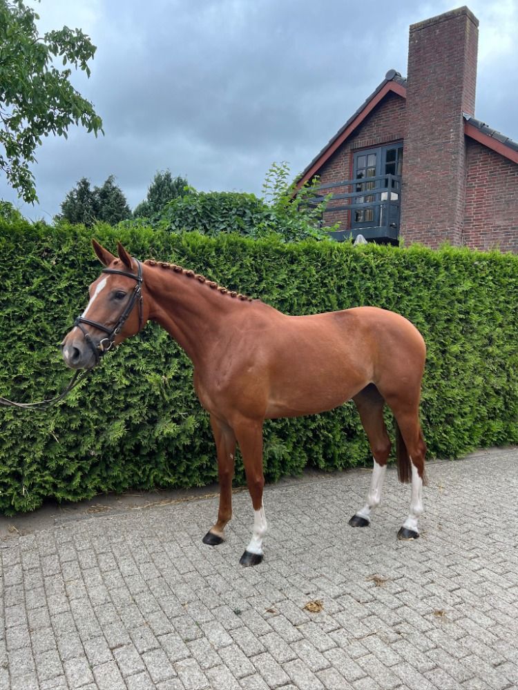 Allround sportpaard te koop