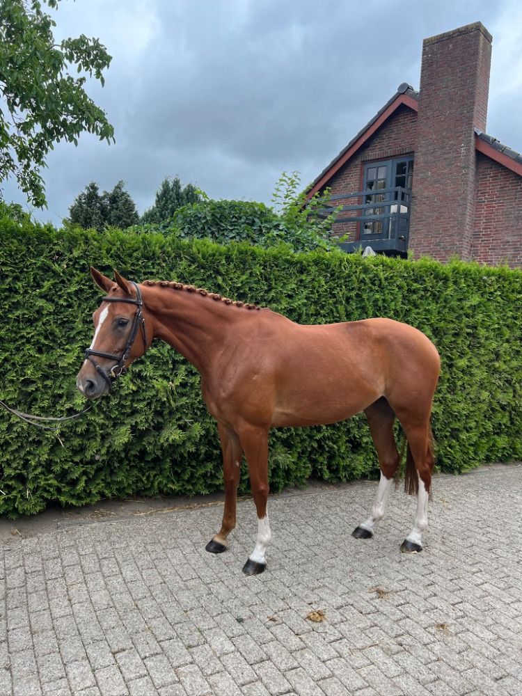 springpaard Merrie 5 jaar Vos te koop - Foto 3