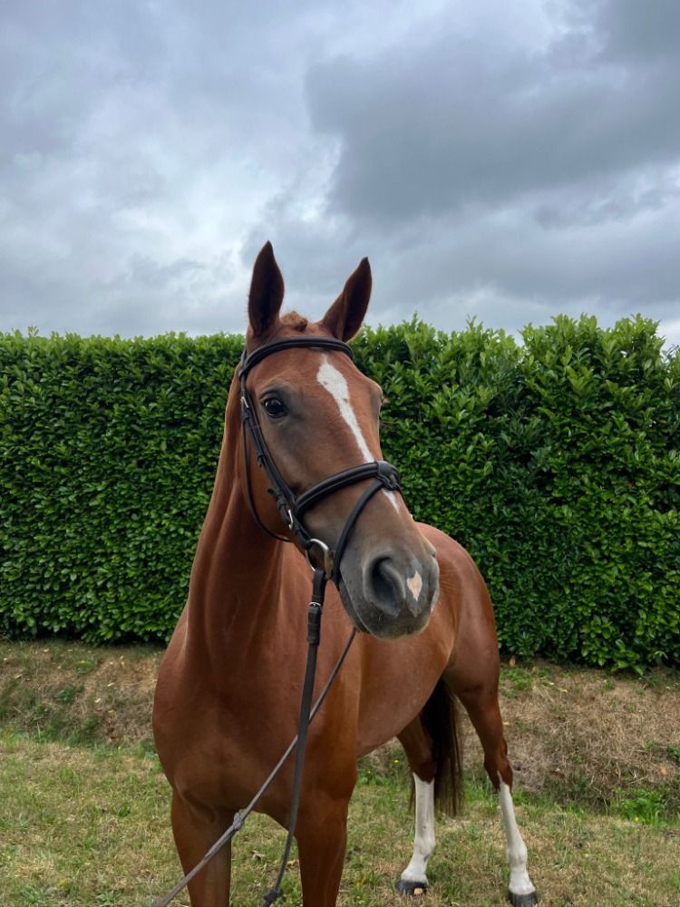 springpaard Merrie 5 jaar Vos te koop - Foto 2