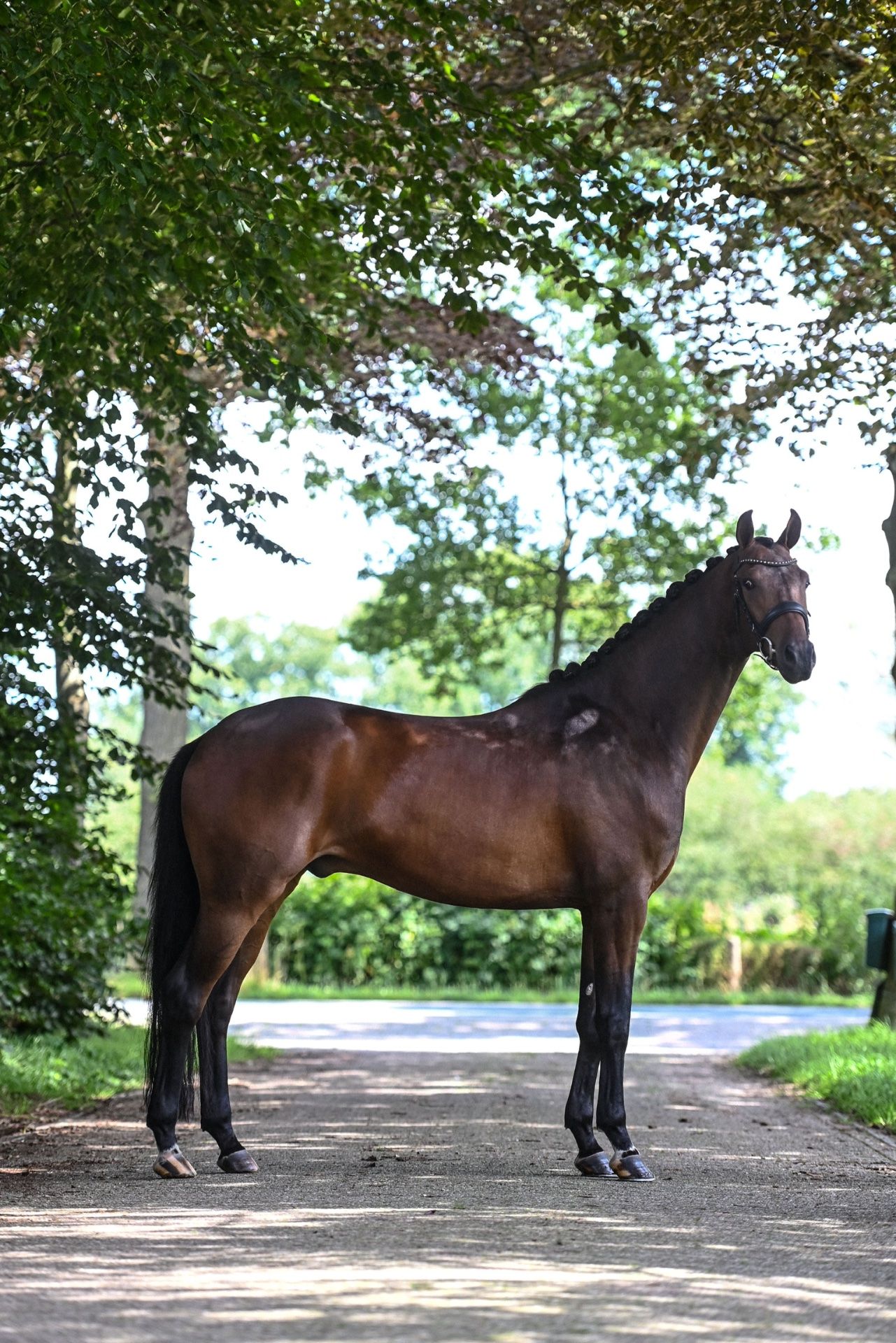 dressuurpaard ruin 7 lat na sprzedaż - Zdjęcie 2