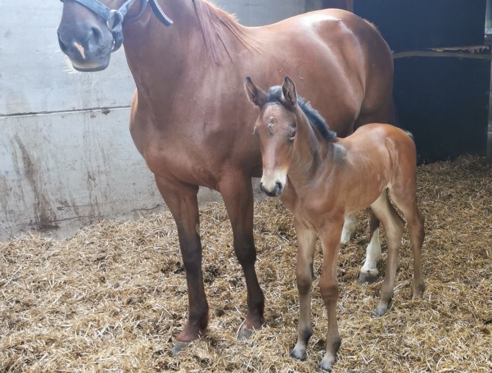 BWP springpaard Merrie Bruin te koop - Foto 3