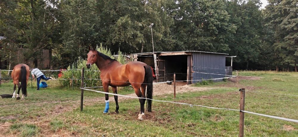 BWP springpaard Merrie Bruin te koop - Foto 5