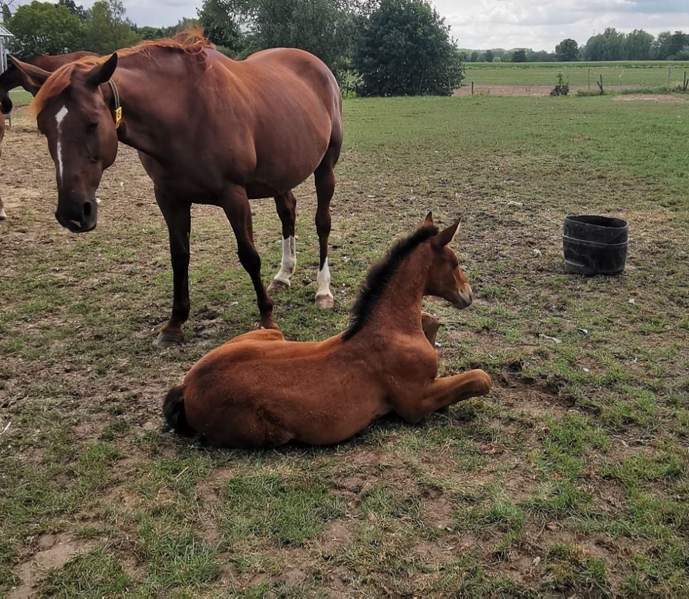 BWP springpaard Merrie Bruin te koop - Foto 4