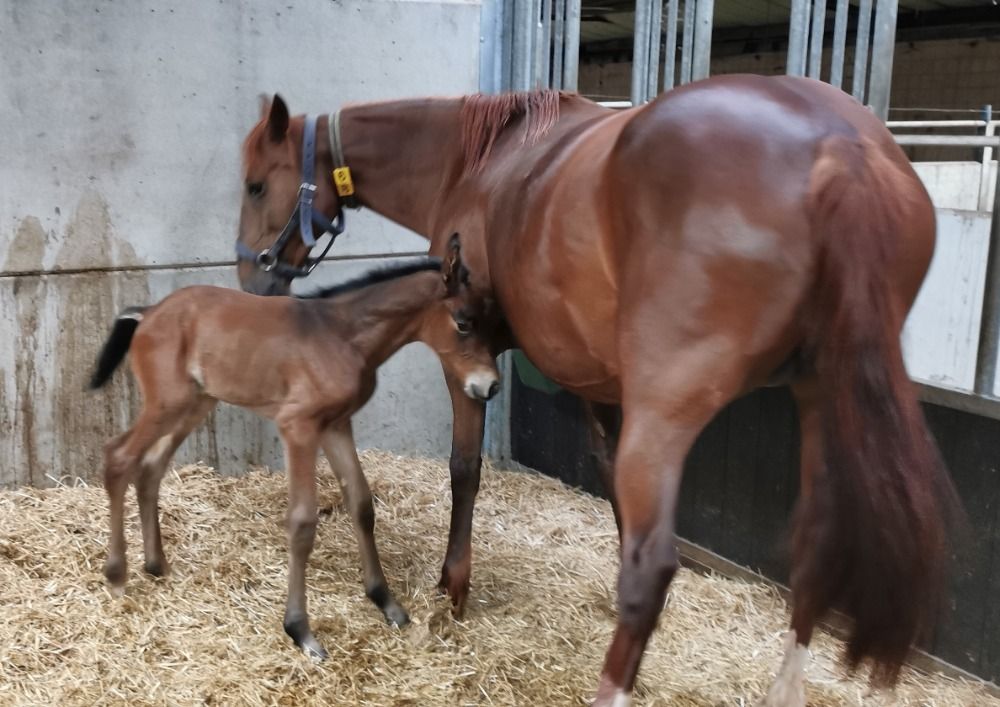BWP springpaard Merrie Bruin te koop - Foto 2