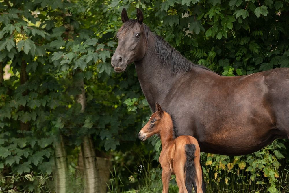 KWPN dressuurpaard Merrie 7 jaar Zwart te koop - Foto 2