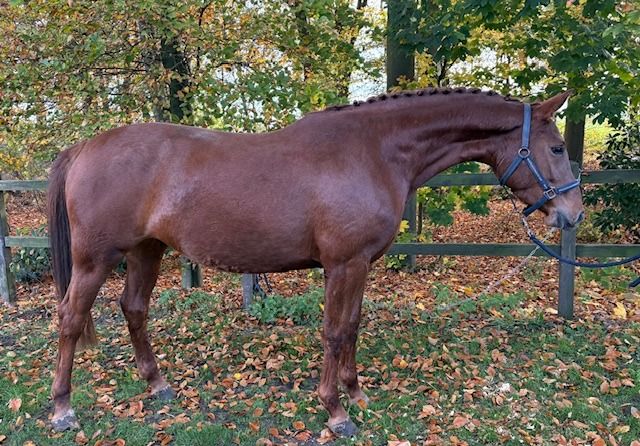 3-jarige springmerrie