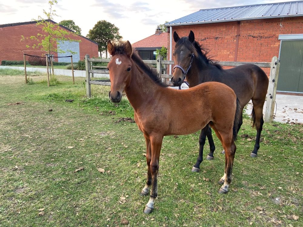 BWP springpony Hengst Bruin te koop - Foto 2