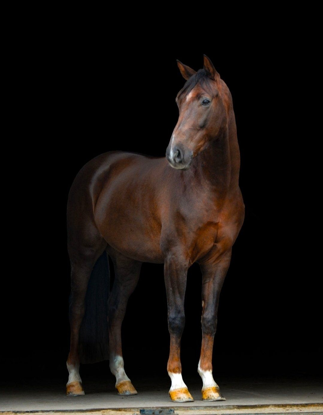 allrounder ruin 6 år till salu - Foto 6
