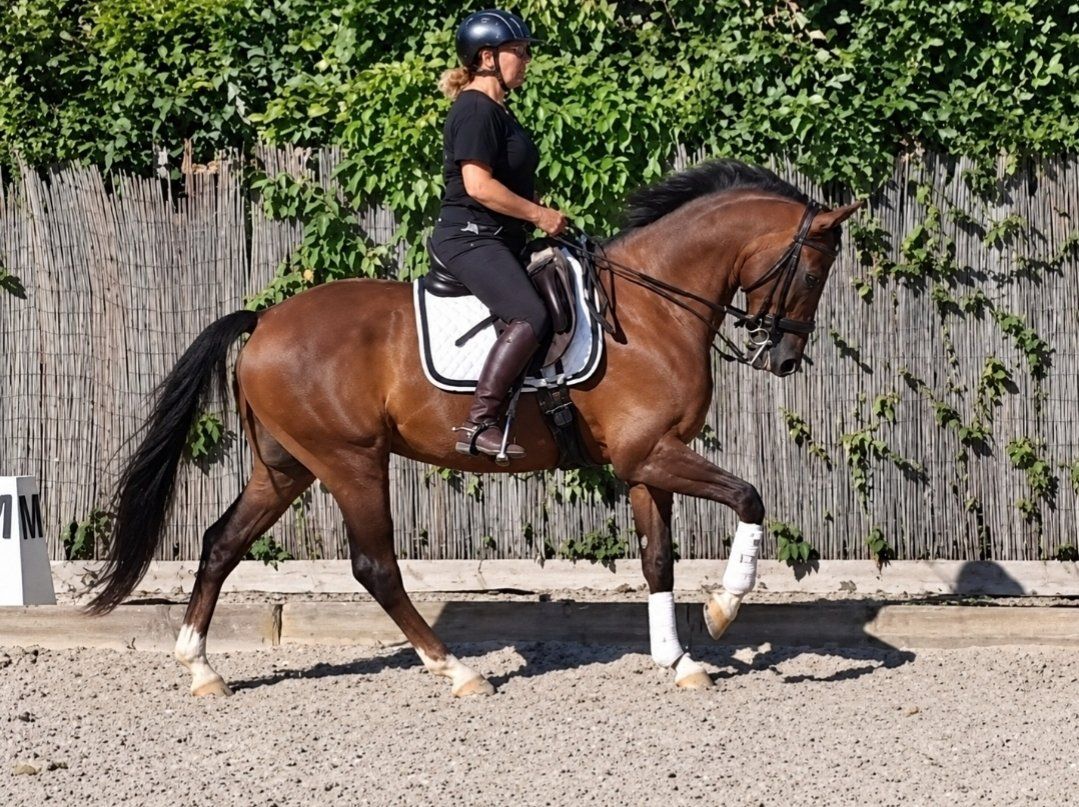 allroundhäst, valack, 6 år
