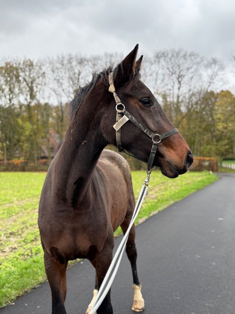 Zangersheide springpaard Merrie 3 years old Bruin for sale - Photo 5