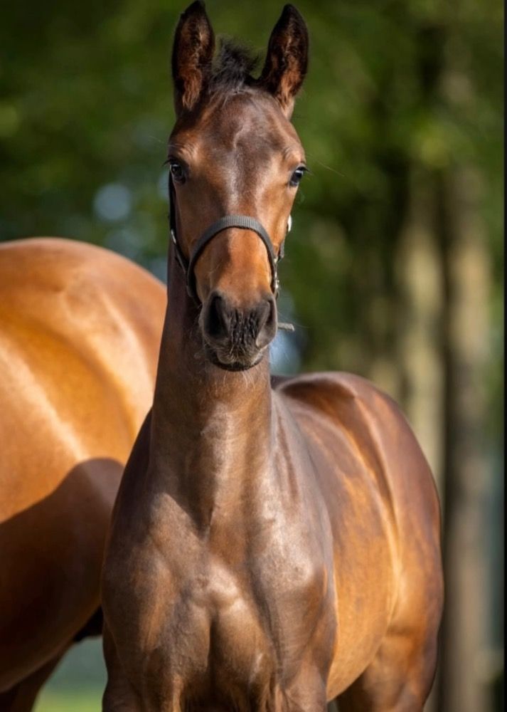 Zangersheide springpaard Merrie 3 years old Bruin for sale - Photo 2
