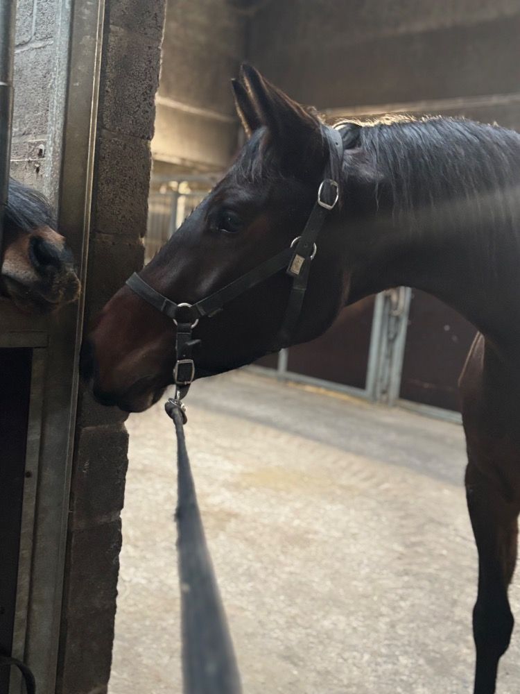 Zangersheide springpaard Merrie 3 years old Bruin for sale - Photo 6
