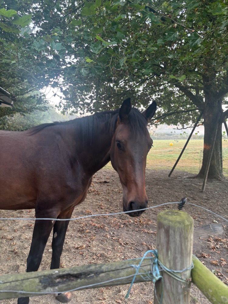 Zangersheide springpaard Merrie 3 years old Bruin for sale - Photo 4