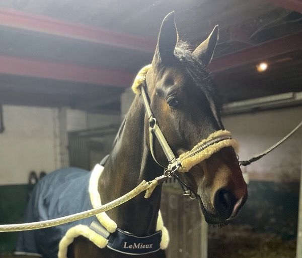 KWPN recreatie paard Ruin 8 jaar Bruin te koop - Foto 2