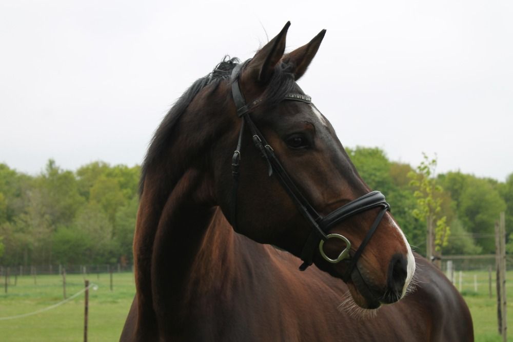 KWPN dressuurpaard ruin 8 ani Bruin de vânzare - Foto 2
