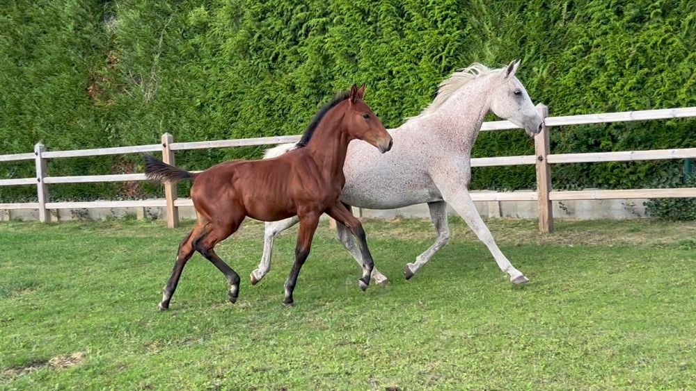 BWP springpaard Hengst Bruin te koop - Foto 3