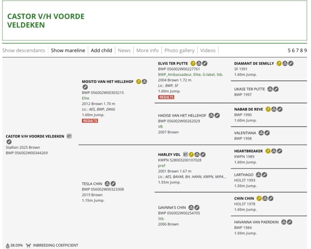 BWP springpaard Hengst Bruin te koop - Foto 4