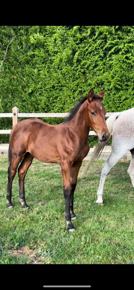 BWP springpaard Hengst Bruin te koop - Hoofdfoto