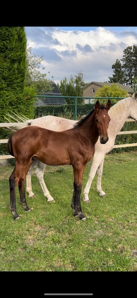 BWP springpaard Hengst Bruin te koop - Foto 2