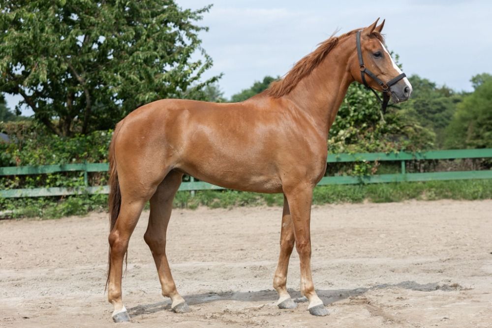 KWPN springpaard Merrie 4 jaar Vos te koop - Foto 2