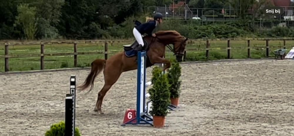 4 jarig springpaard