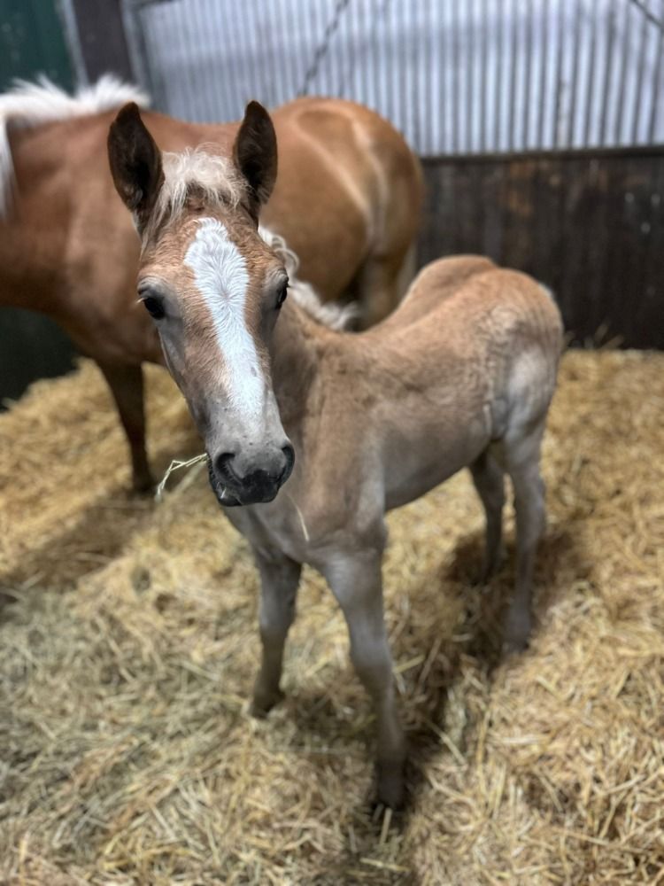 Amadeus SPE haflinger Hengst veulen 06-06-2025