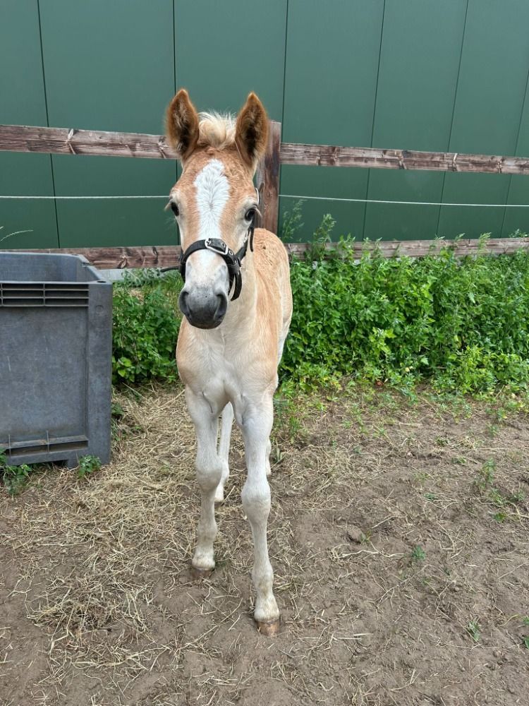 Haflinger haflinger Hengst Vos te koop - Foto 3