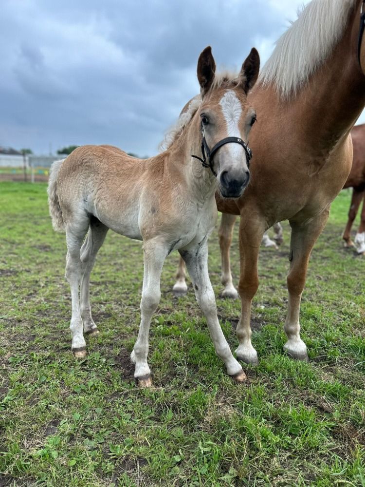 Haflinger haflinger Hengst Vos te koop - Foto 5