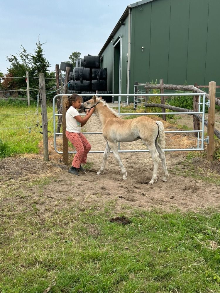 Haflinger haflinger Hengst Vos te koop - Foto 4