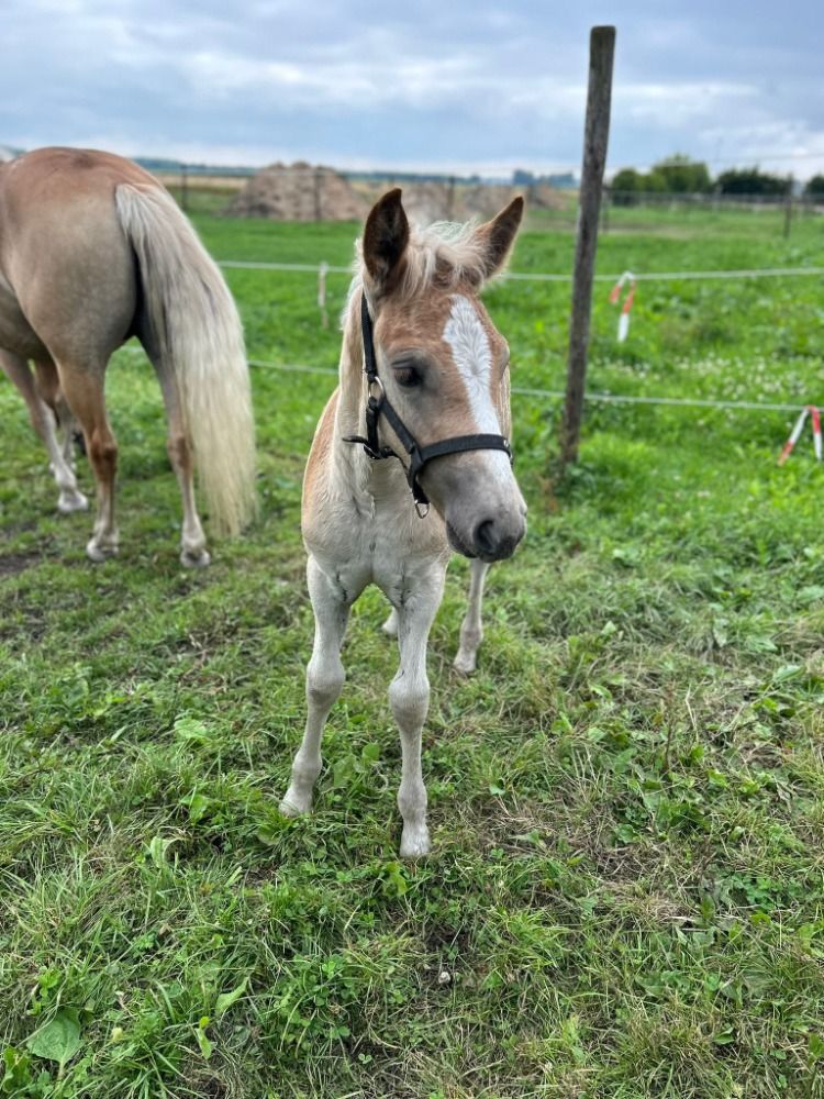 Haflinger haflinger Hengst Vos te koop - Foto 6
