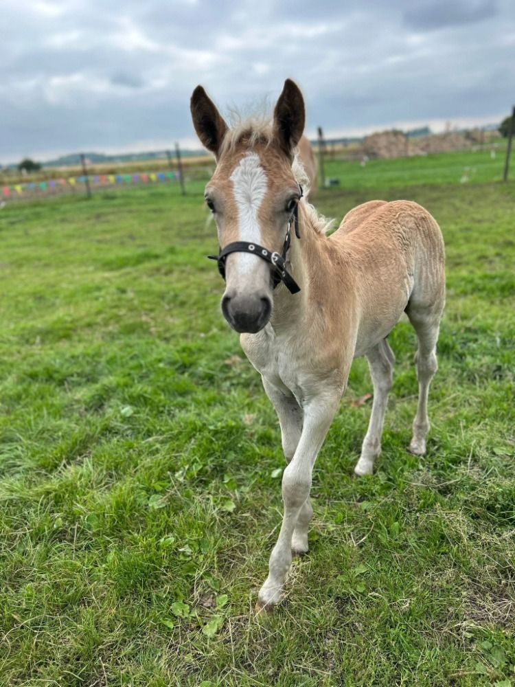 Haflinger haflinger Hengst Vos te koop - Foto 2