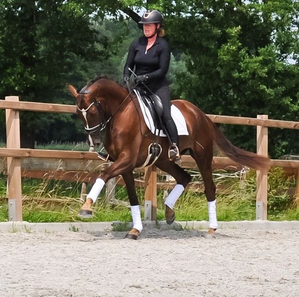 KWPN dressuurpaard Merrie 3 jaar Vos te koop - Foto 3