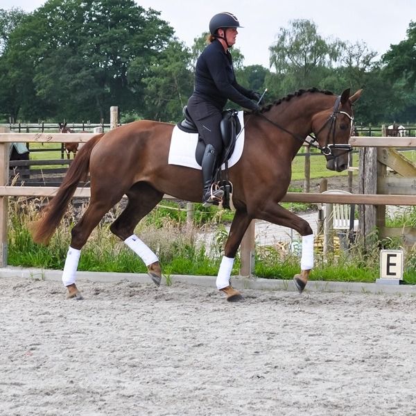 KWPN dressuurpaard Merrie 3 jaar Vos te koop - Hoofdfoto