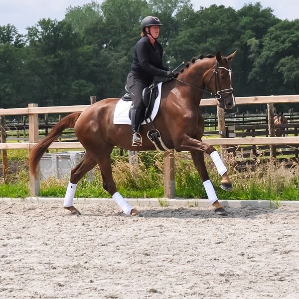 KWPN dressuurpaard Merrie 3 jaar Vos te koop - Foto 4