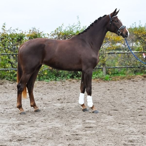 KWPN dressuurpaard Merrie 3 jaar Vos te koop - Foto 2