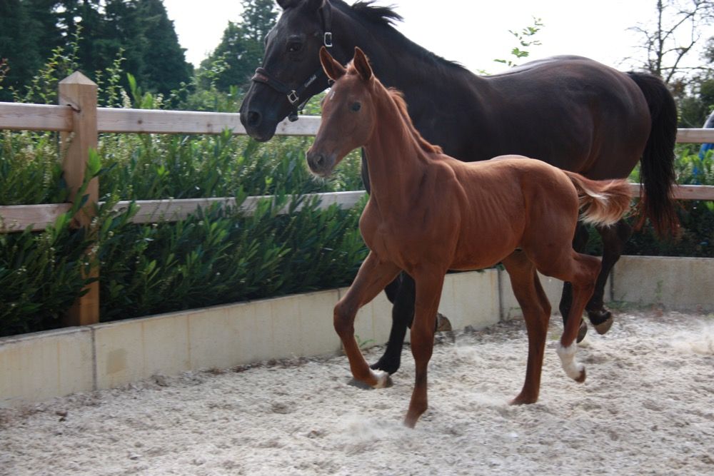 Zangersheide springpaard Hengst Vos te koop - Foto 4