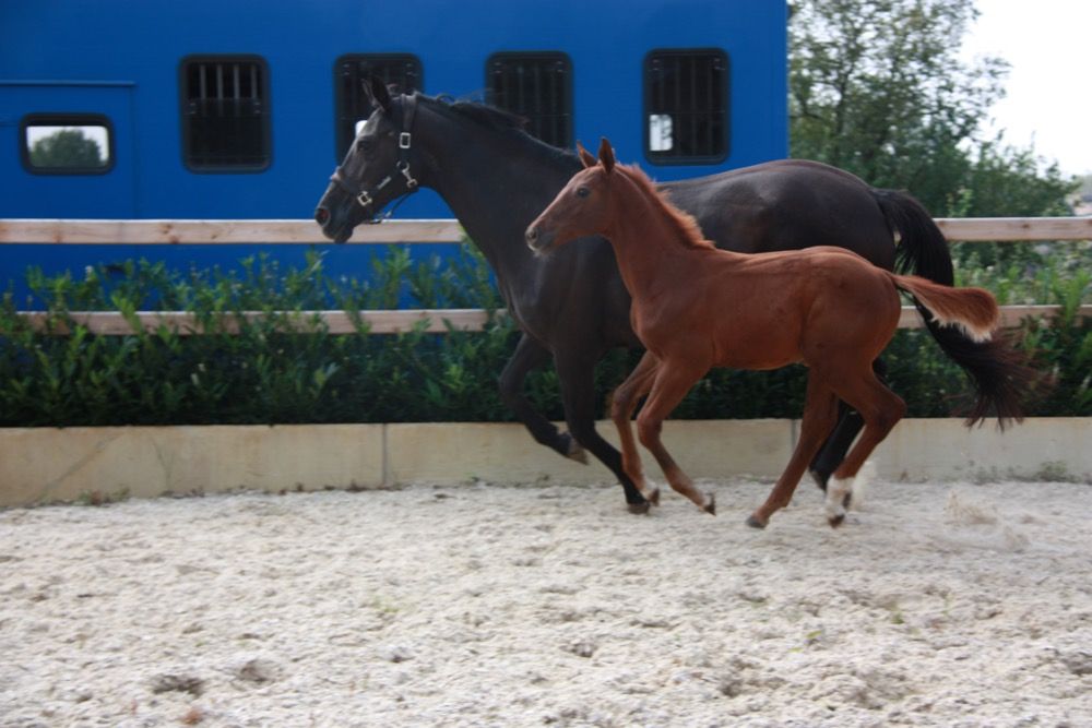 Zangersheide springpaard Hengst Vos te koop - Foto 3