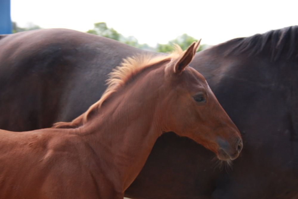 Diamant de Semilly X sister to Carthina Z