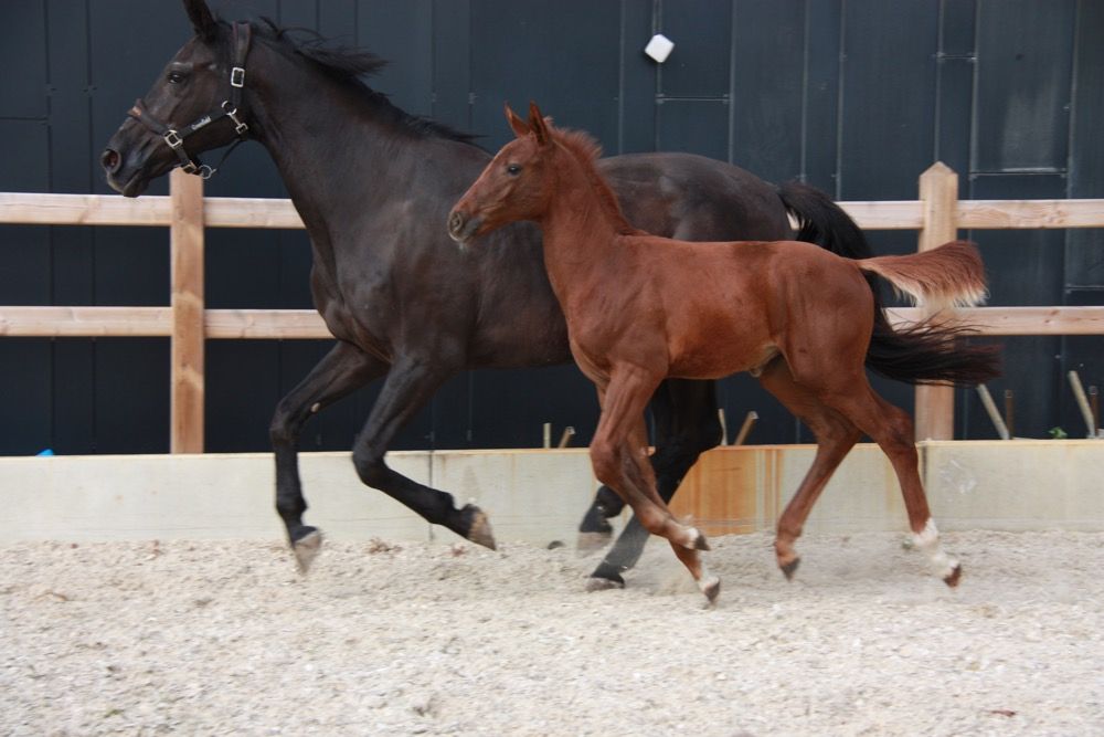 Zangersheide springpaard Hengst Vos te koop - Foto 2