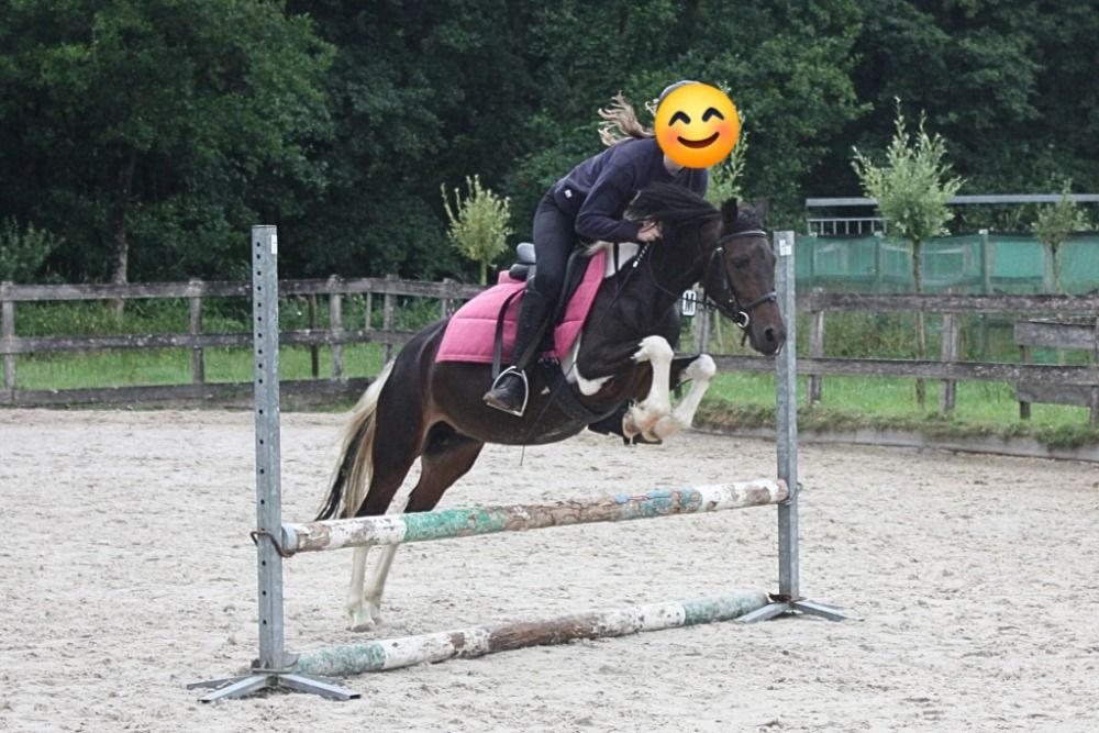 allround-pony Merrie 14 jaar te koop - Foto 3